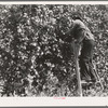 Lemon picking in southern California. Riverside County