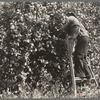 Lemon picking in southern California. Riverside County