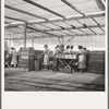 Women packing apricots in large open sheds adjoining the orchards. Brentwood, California