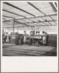 Women packing apricots in large open sheds adjoining the orchards. Brentwood, California