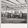 Women packing apricots in large open sheds adjoining the orchards. Brentwood, California