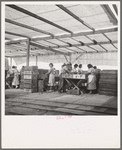 Women packing apricots in large open sheds adjoining the orchards. Brentwood, California