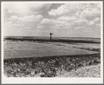Cattle range on the high plains of the Texas Panhandle