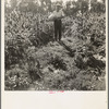 Rehabilitated small farmer in field of milo maize, Tulare County, California. This family has been granted an Farm Security Administration loan of thirteen hundred dollars after struggling for eleven years on sixteen acres of poor land