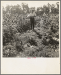Rehabilitated small farmer in field of milo maize, Tulare County, California. This family has been granted an Farm Security Administration loan of thirteen hundred dollars after struggling for eleven years on sixteen acres of poor land