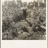 Rehabilitated small farmer in field of milo maize, Tulare County, California. This family has been granted an Farm Security Administration loan of thirteen hundred dollars after struggling for eleven years on sixteen acres of poor land