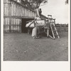 Emptying cotton after weighing. Small cotton farm. Kern County, California
