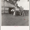 Emptying cotton after weighing. Small cotton farm. Kern County, California