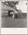 Emptying cotton after weighing. Small cotton farm. Kern County, California