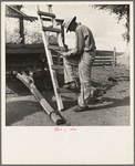 Small cotton farmer stays at the wagon and keeps account of the weight of each sack brought in by pickers from the field. Kern County, California