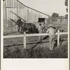 Farm Security Administration rural rehabilitation client, Tulare County, California, consulting with county supervisor. He and his family of seven were on relief. He had lost his arm on a construction project