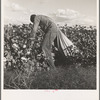 Migratory field worker picking cotton in San Joaquin Valley, California. These pickers are paid seventy-five cents per hundred pounds of picked cotton. Strikers organizing under CIO union (Congress of Industrial Organizations) are demanding one dollar