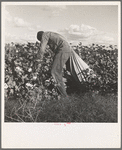 Migratory field worker picking cotton in San Joaquin Valley, California. These pickers are paid seventy-five cents per hundred pounds of picked cotton. Strikers organizing under CIO union (Congress of Industrial Organizations) are demanding one dollar