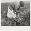 Mexican migrant woman harvesting tomatoes. Santa Clara Valley, California