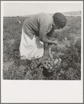 Mexican migrant woman harvesting tomatoes. Santa Clara Valley, California