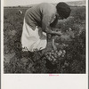 Mexican migrant woman harvesting tomatoes. Santa Clara Valley, California