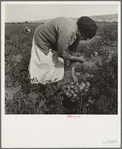 Mexican migrant woman harvesting tomatoes. Santa Clara Valley, California