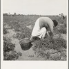 Mexican grandmother of migrant family picking tomatoes in commercial field. Santa Clara County, California