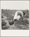 Mexican grandmother of migrant family picking tomatoes in commercial field. Santa Clara County, California
