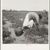Mexican grandmother of migrant family picking tomatoes in commercial field. Santa Clara County, California