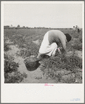 Mexican grandmother of migrant family picking tomatoes in commercial field. Santa Clara County, California