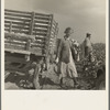 Migratory cotton pickers have stopped working because it started to rain. Kern County, California