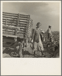Migratory cotton pickers have stopped working because it started to rain. Kern County, California