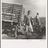 Migratory cotton pickers have stopped working because it started to rain. Kern County, California