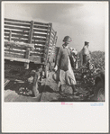 Migratory cotton pickers have stopped working because it started to rain. Kern County, California