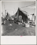 Orange pickers' camp. Tulare County, California. Rent one dollar per week