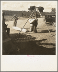 Weighing cotton. Kern County, California