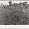 This farm of twelve acres operated as a prune ranch. Was a financial failure. Under farm plan devised by Farm Security Administration rehabilitation supervisor and a loan of one thousand dollars, it now provides steady income for the owners. Tulare County, California