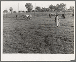 This farm of twelve acres operated as a prune ranch. Was a financial failure. Under farm plan devised by Farm Security Administration rehabilitation supervisor and a loan of one thousand dollars, it now provides steady income for the owners. Tulare County, California