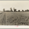 Barns of the old Mineral King Ranch seen across alfalfa field. New buildings suited to cooperative farming will soon be erected here. Tulare County, California