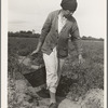 Mexican grandmother who migrates with large family each year from Glendale, Arizona, following crops thru California and return. Here shown harvesting tomatoes, Santa Clara Valley, California