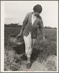 Mexican grandmother who migrates with large family each year from Glendale, Arizona, following crops thru California and return. Here shown harvesting tomatoes, Santa Clara Valley, California