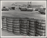 Kaweah Delta Cooperative cotton gin and yard. Tulare County, California. There are three such cooperatives in the southern cotton industry