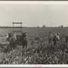 Harvesting milo maize, Tulare County, California. Cost of harvesting by this method totals ten dollars per acre. Cost of harvesting by cooperative harvester bought by Farm Security Administration (FSA) in this county, six dollars per acre