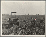 Harvesting milo maize, Tulare County, California. Cost of harvesting by this method totals ten dollars per acre. Cost of harvesting by cooperative harvester bought by Farm Security Administration (FSA) in this county, six dollars per acre