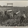 Harvesting milo maize, Tulare County, California. Cost of harvesting by this method totals ten dollars per acre. Cost of harvesting by cooperative harvester bought by Farm Security Administration (FSA) in this county, six dollars per acre