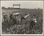 Harvesting milo maize, Tulare County, California. Cost of harvesting by this method totals ten dollars per acre. Cost of harvesting by cooperative harvester bought by Farm Security Administration (FSA) in this county, six dollars per acre