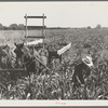 Harvesting milo maize, Tulare County, California. Cost of harvesting by this method totals ten dollars per acre. Cost of harvesting by cooperative harvester bought by Farm Security Administration (FSA) in this county, six dollars per acre