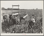 Harvesting milo maize, Tulare County, California. Cost of harvesting by this method totals ten dollars per acre. Cost of harvesting by cooperative harvester bought by Farm Security Administration (FSA) in this county, six dollars per acre