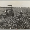 Harvesting milo maize, Tulare County, California. Cost of harvesting by this method totals ten dollars per acre. Cost of harvesting by cooperative harvester bought by Farm Security Administration (FSA) in this county, six dollars per acre