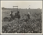 Harvesting milo maize, Tulare County, California. Cost of harvesting by this method totals ten dollars per acre. Cost of harvesting by cooperative harvester bought by Farm Security Administration (FSA) in this county, six dollars per acre