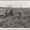 Harvesting milo maize, Tulare County, California. Cost of harvesting by this method totals ten dollars per acre. Cost of harvesting by cooperative harvester bought by Farm Security Administration (FSA) in this county, six dollars per acre