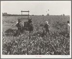 Harvesting milo maize, Tulare County, California. Cost of harvesting by this method totals ten dollars per acre. Cost of harvesting by cooperative harvester bought by Farm Security Administration (FSA) in this county, six dollars per acre
