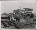 Farmyard scene. Farm of Farm Security Administration (FSA) rural rehabilitation client. Tulare County, California