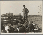 Farm Security Administration (FSA) rural rehabilitation client. Tulare County, California