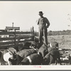 Farm Security Administration (FSA) rural rehabilitation client. Tulare County, California